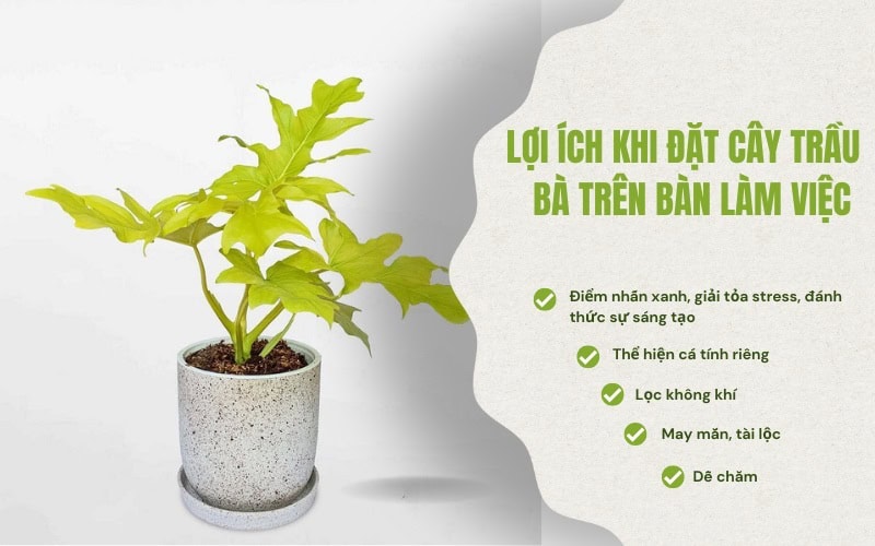 Lợi ích khi đặt cây trầu bà trên bàn làm việc