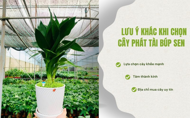 Những Lưu Ý Khác khi chọn cây phát tài búp sen chưng bàn thờ