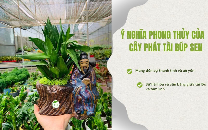 Ý nghĩa phong thủy của cây Phát tài Búp sen