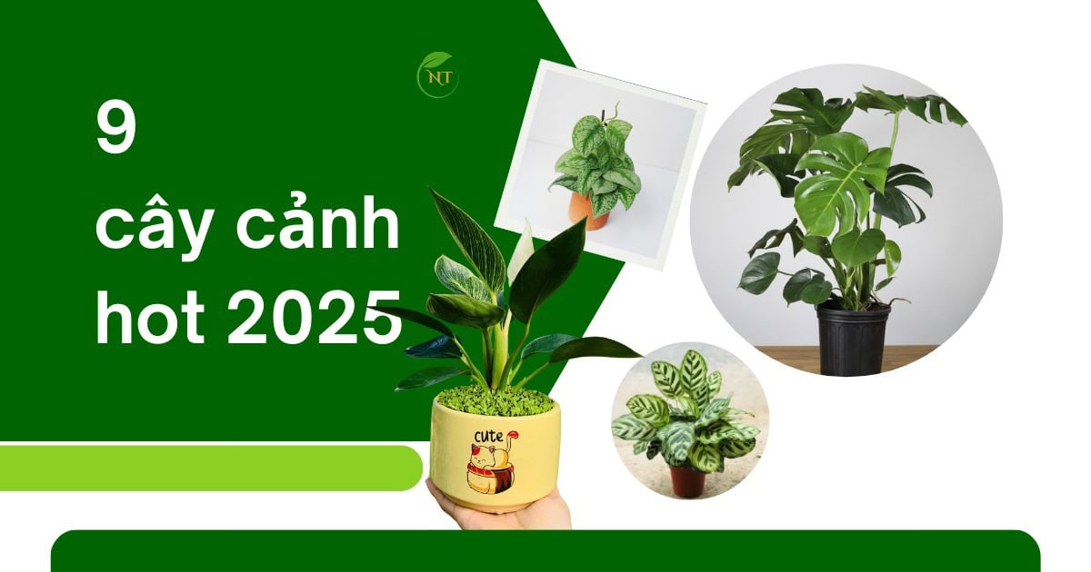 Các loại cây cảnh đang hot 2025