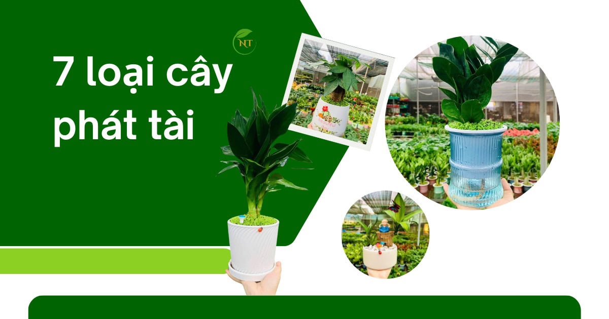 Các loại cây phát tài