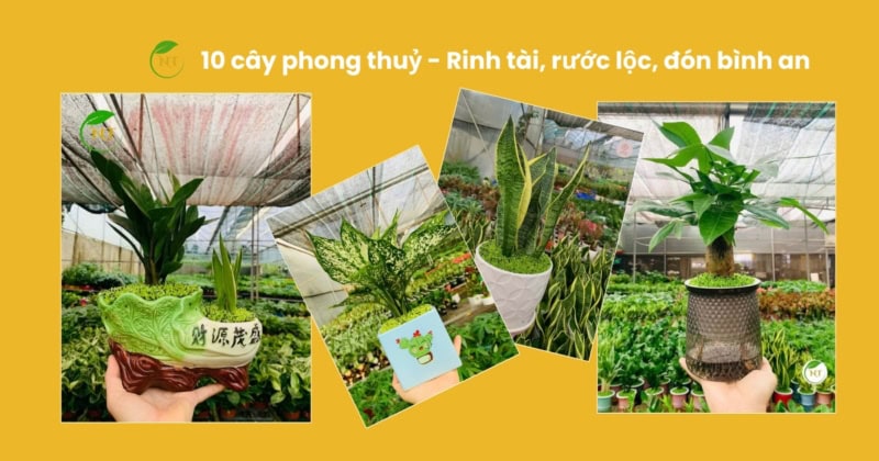 Các loại cây phong thuỷ