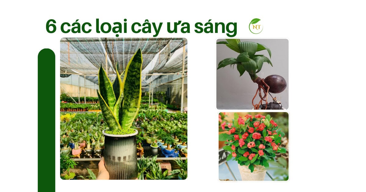 các loại cây ưa sáng