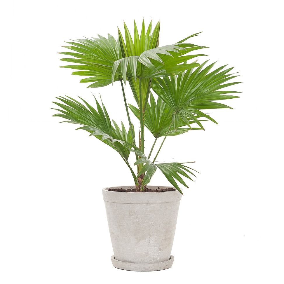 Cây Cọ Cảnh (Parlor Palm)