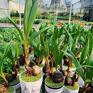 Chậu cây cây Dừa bonsai chậu dĩa nền cỏ