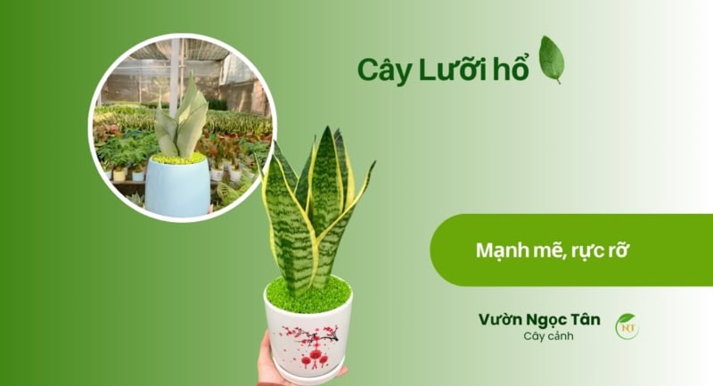 Cây lưỡi hổ