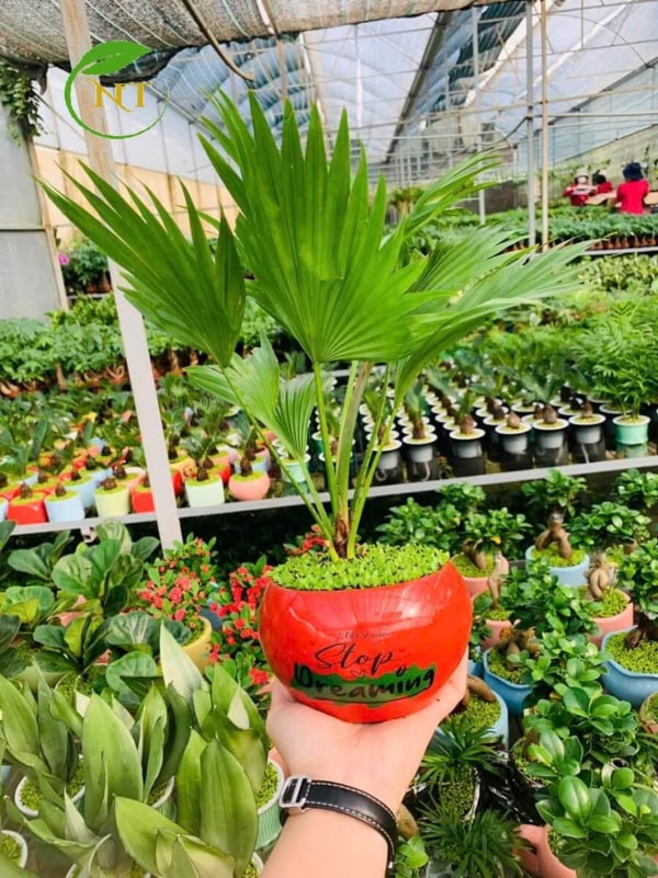 Chậu cây cọ quả hồng nền cỏ