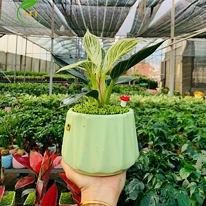Chậu cây Trầu bà đế vương kim cương kim cương nền cỏ