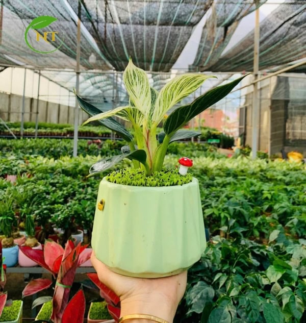 Chậu cây Trầu bà đế vương kim cương kim cương nền cỏ
