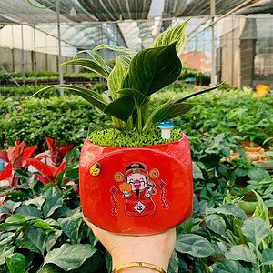 Chậu cây Trầu bà đế vương kim cương vuông hoa văn nền cỏ
