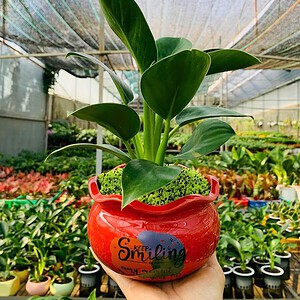 Chậu cây Trầu bà trầu bà đế vương xanh tròn miệng loe hoa văn