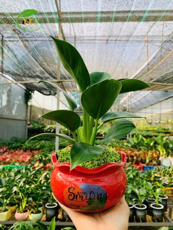 Chậu cây Trầu bà trầu bà đế vương xanh tròn miệng loe hoa văn