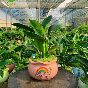 Chậu cây Trầu bà trầu bà đế vương xanh tròn miệng loe hoa văn