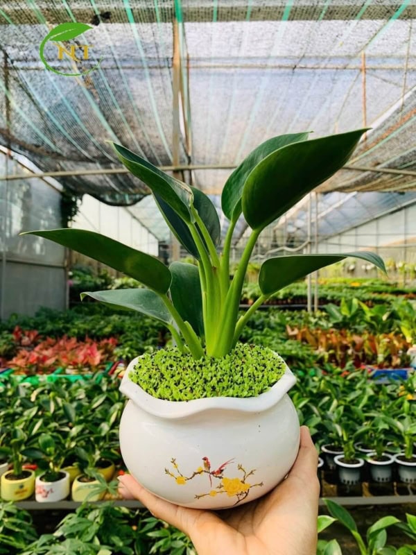 Chậu cây Trầu bà trầu bà đế vương xanh tròn miệng loe hoa văn