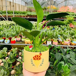 Chậu cây Đế vương xanh trụ cao hoa văn nền cỏ