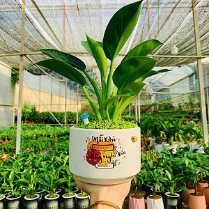 Chậu cây Trầu bà trầu bà đế vương xanh trụ lùn hoa văn