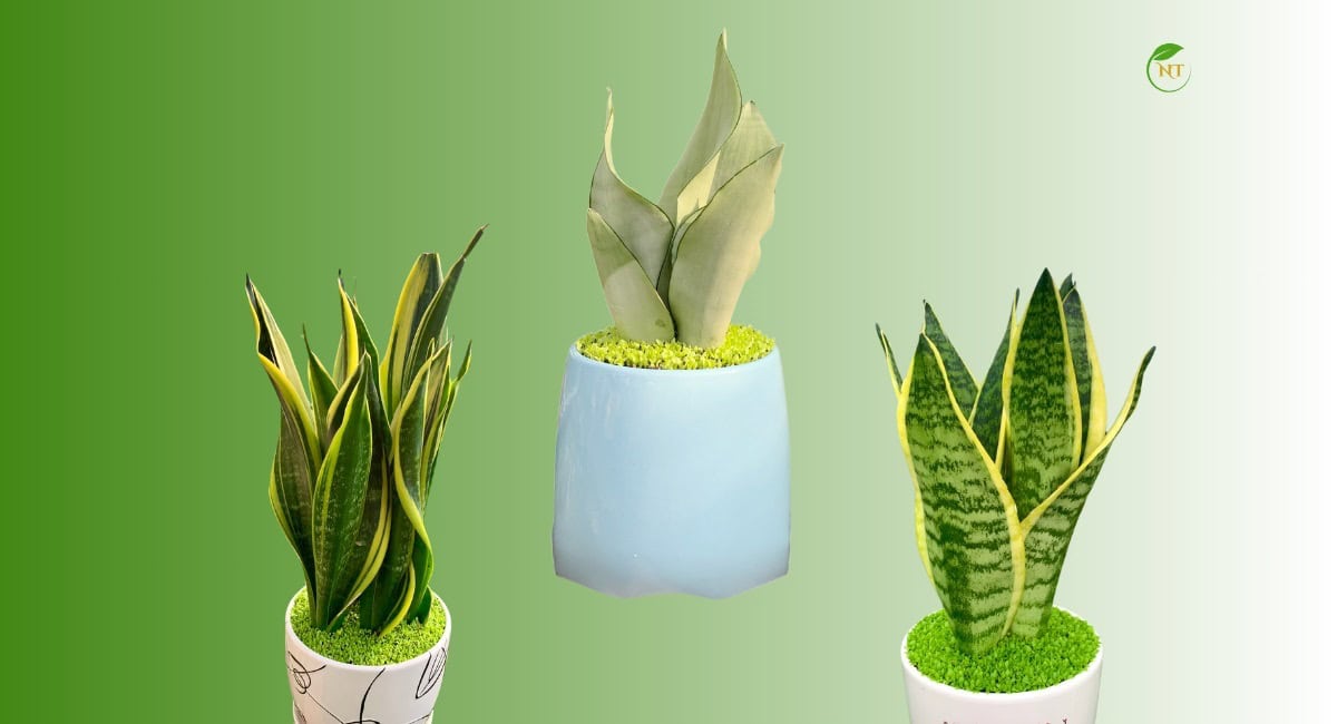 Đặc điểm cây lưỡi hổ