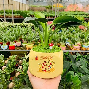 Chậu cây Đế vương xanh vuông nhỏ hoa văn nền cỏ