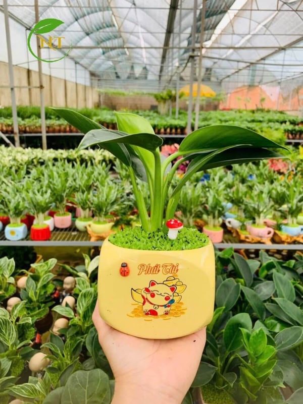 Chậu cây Đế vương xanh vuông nhỏ hoa văn nền cỏ