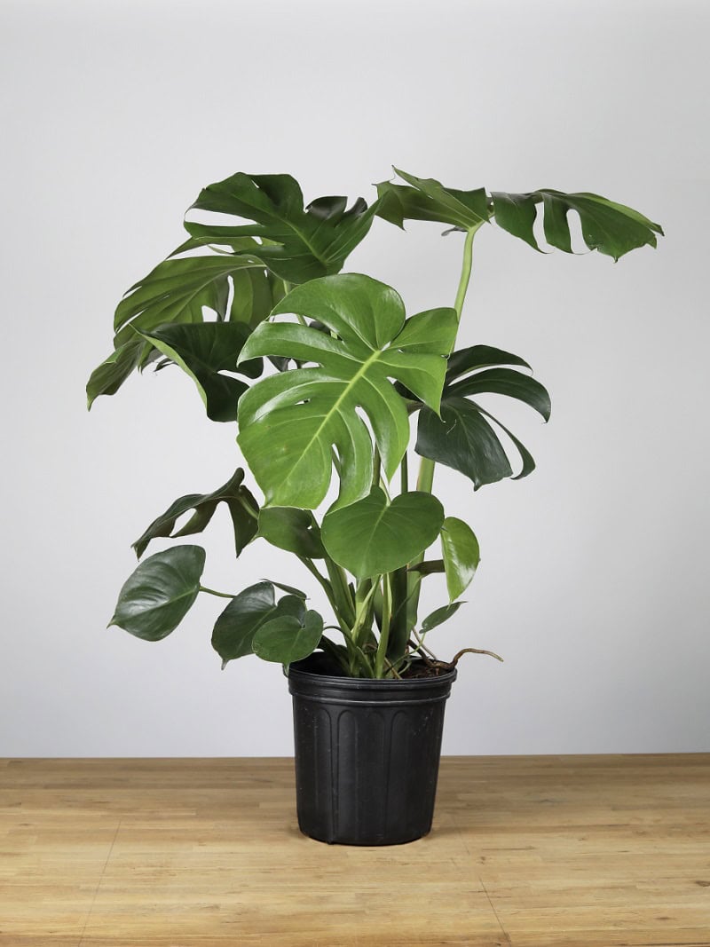 Monstera