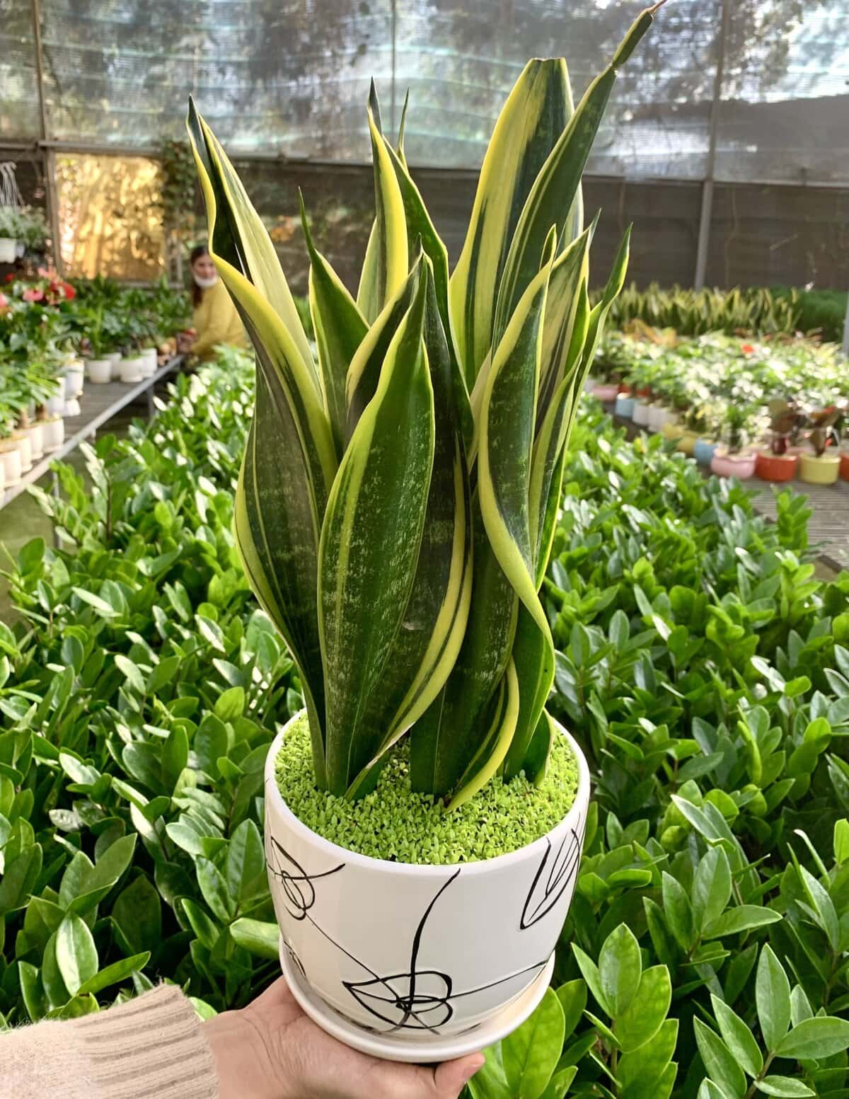 Tác dụng cây lưỡi hổ