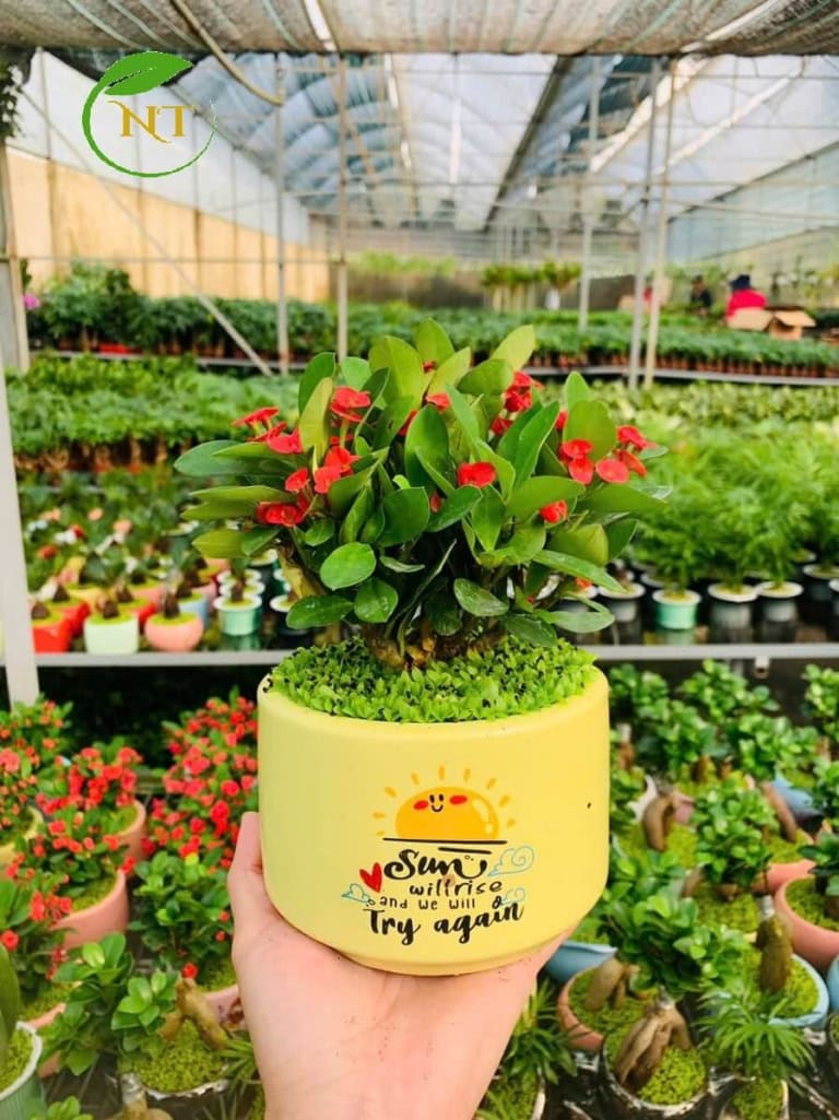 Cây xương rồng: đặc điểm, ý nghĩa, cách trồng và chăm sóc