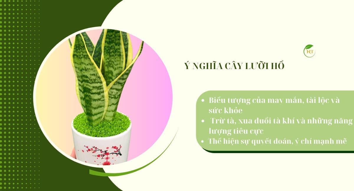 Ý nghĩa cây lưỡi hổ