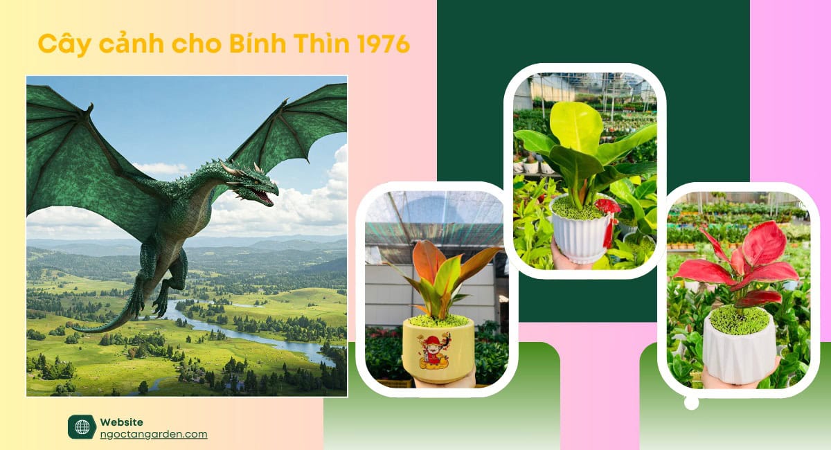 Tuổi Bính Thìn 1976 hợp cây gì