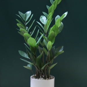 Chậu cây Kim tiền trụ cao nền sỏi