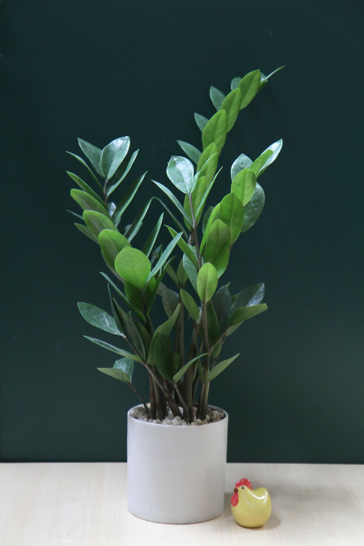 Chậu cây Kim tiền trụ cao nền sỏi