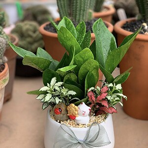 chậu kim tiền để bàn