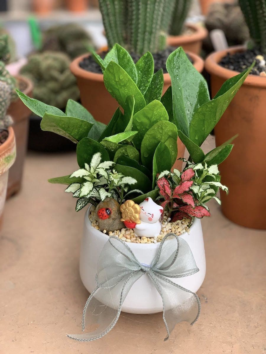 chậu kim tiền để bàn