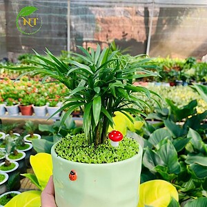Chậu cây Cau tiểu trâm trụ lõm nền cỏ