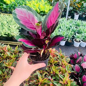 Chậu cây Đuôi công thô