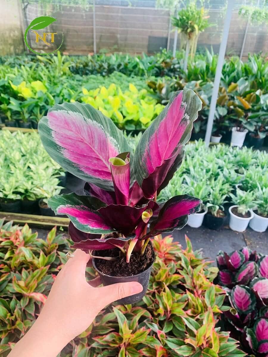 Chậu cây Đuôi công thô