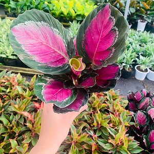 Chậu cây Đuôi công thô
