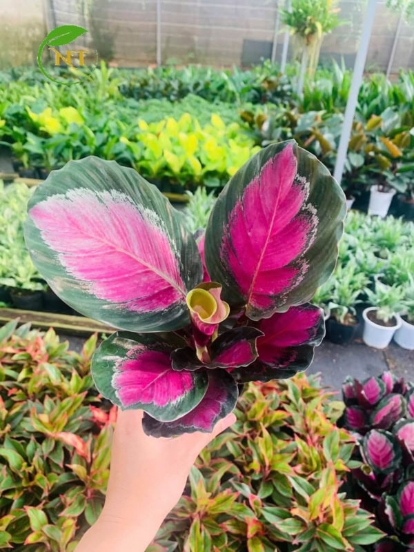 Chậu cây Đuôi công thô