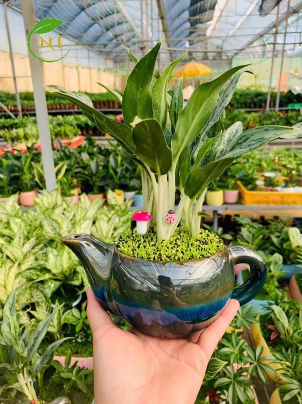 Chậu cây Giữ tiền ấm trà xanh ngọc nền cỏ
