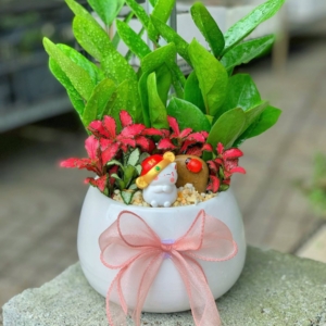 chậu kim tiền để bàn