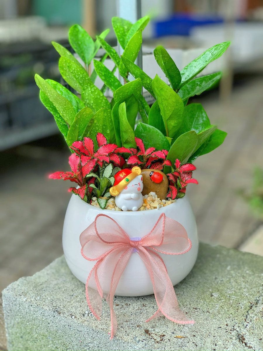 chậu kim tiền để bàn