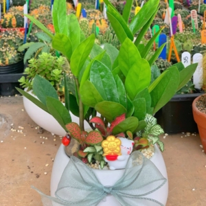 chậu kim tiền để bàn