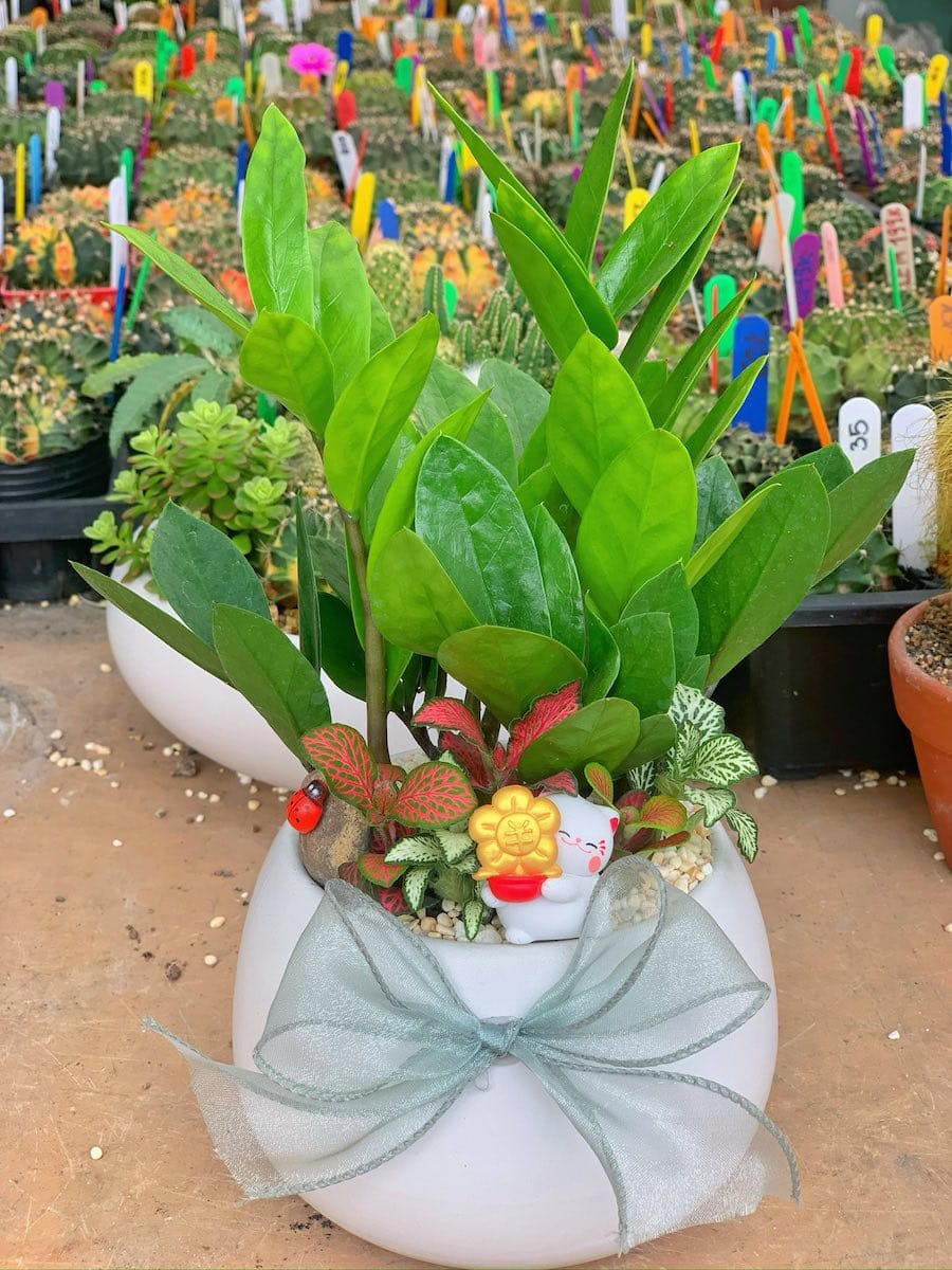 chậu kim tiền để bàn