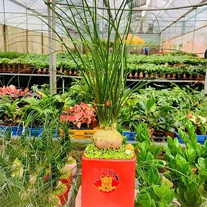Chậu cây Lan bình rượu chữ nhật hoa văn nền cỏ