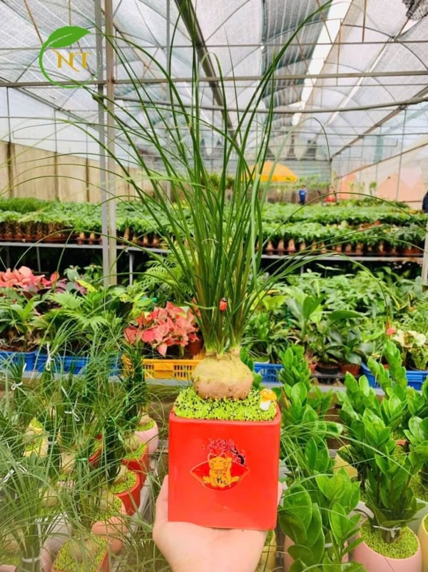 Chậu cây Lan bình rượu chữ nhật hoa văn nền cỏ