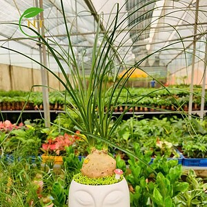 Chậu cây Lan bình rượu mặt người nền cỏ