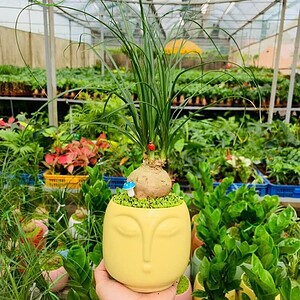 Chậu cây Lan bình rượu mặt người nền cỏ