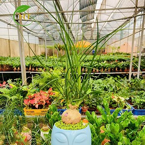 Chậu cây Lan bình rượu mặt người nền cỏ