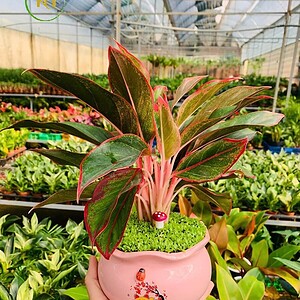 Chậu cây Phú quý tròn viền hoa văn nền cỏ