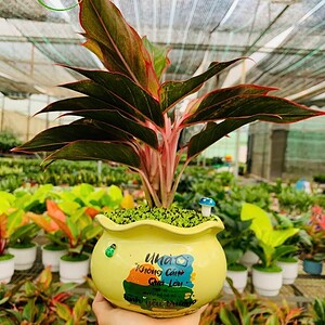 Chậu cây Phú quý tròn viền hoa văn nền cỏ