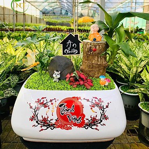 Chậu cây Tiểu cảnh thiết mộc lan "Thịnh vượng"